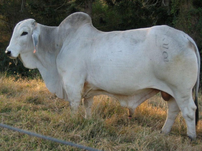 47 Collard Road, Mooloo QLD 4570