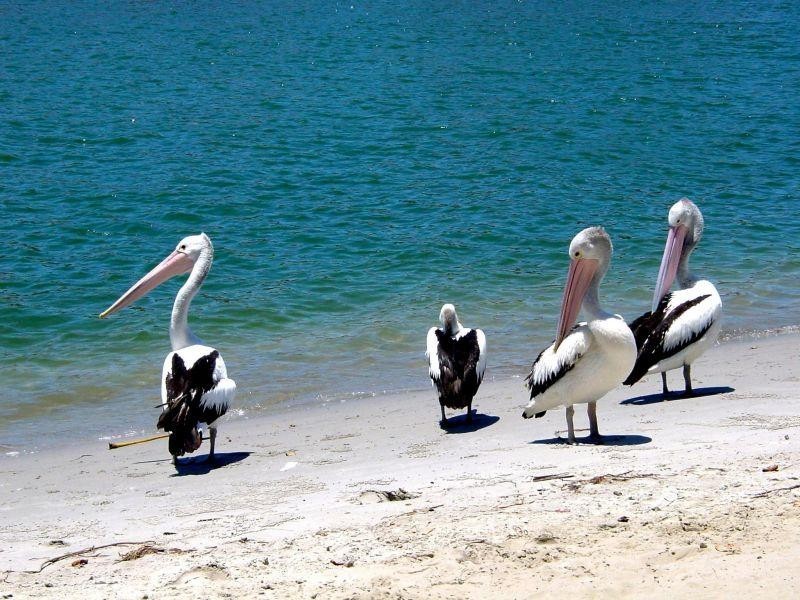 43 Elizabeth Street, Noosaville QLD 4566