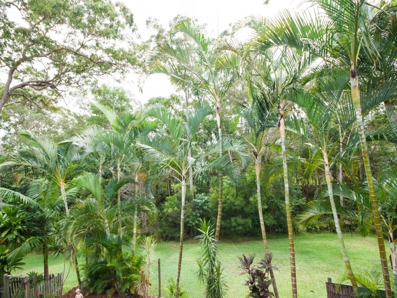 39 Burgess Drive, Tewantin QLD 4565