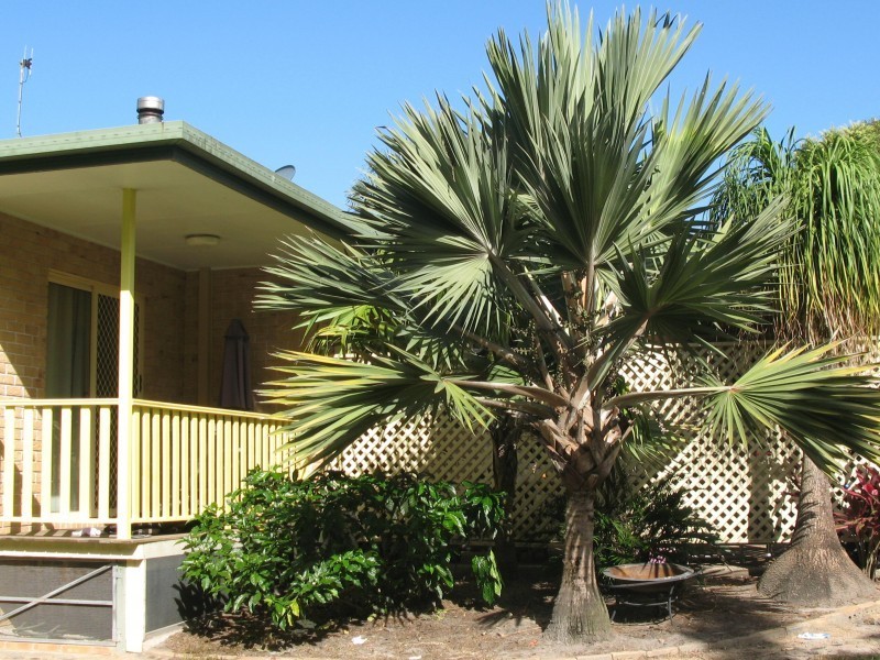 6 Yellowood Close, Tewantin QLD 4565