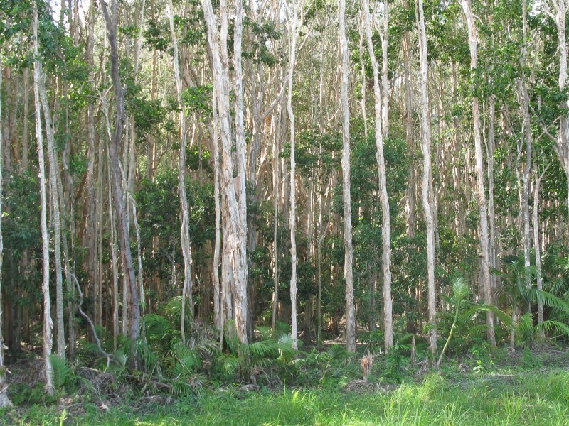 6 Yellowood Close, Tewantin QLD 4565