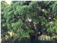 136 Moorindil Street, Tewantin QLD 4565