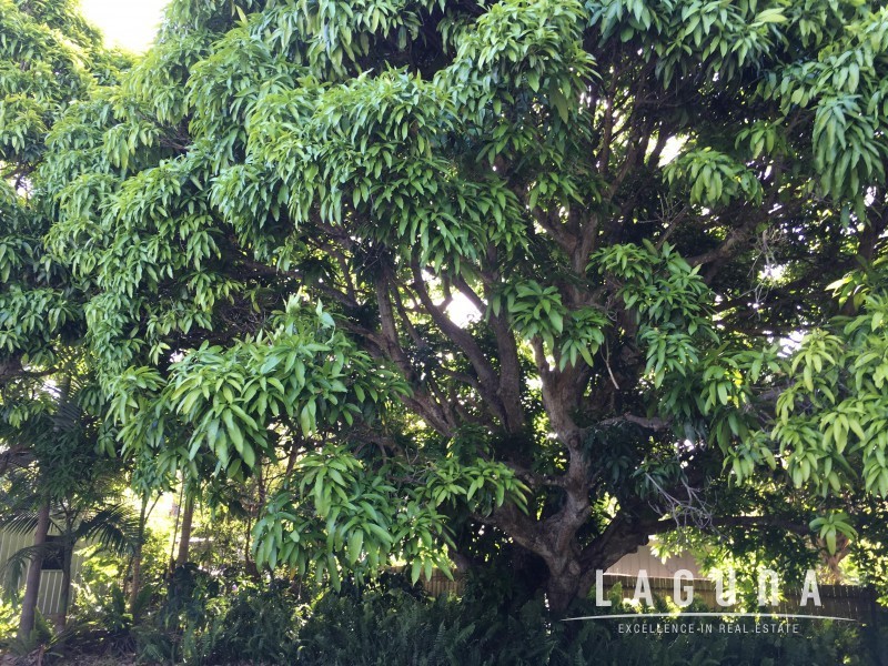 136 Moorindil Street, Tewantin QLD 4565