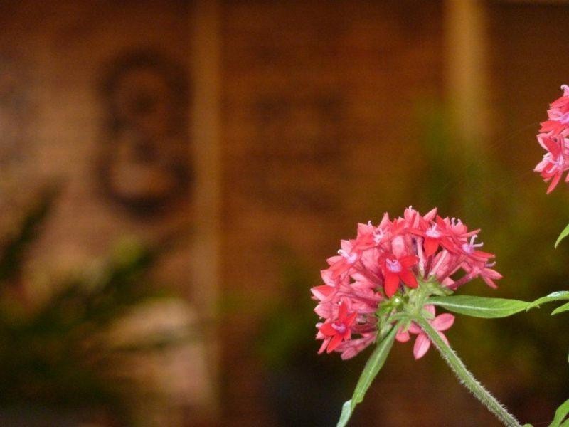 16 Avron Court, Tewantin QLD 4565