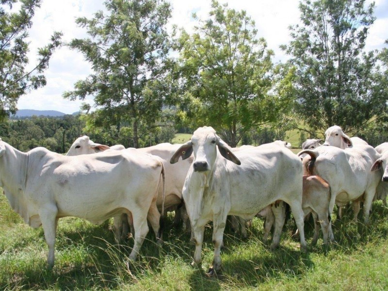 60  Callaghan Road, Glastonbury QLD 4570