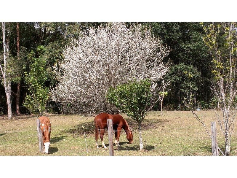Delaneys Creek QLD 4514