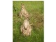 Delaneys Creek QLD 4514