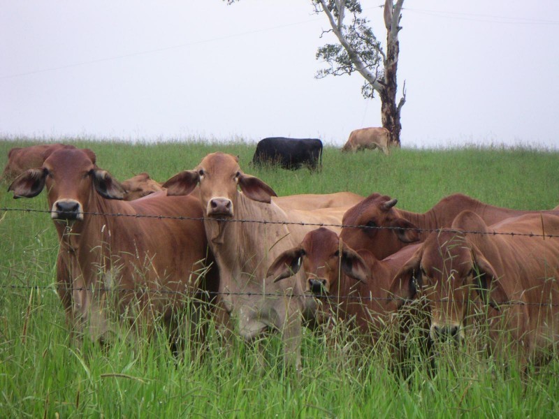 Tarzali QLD 4885