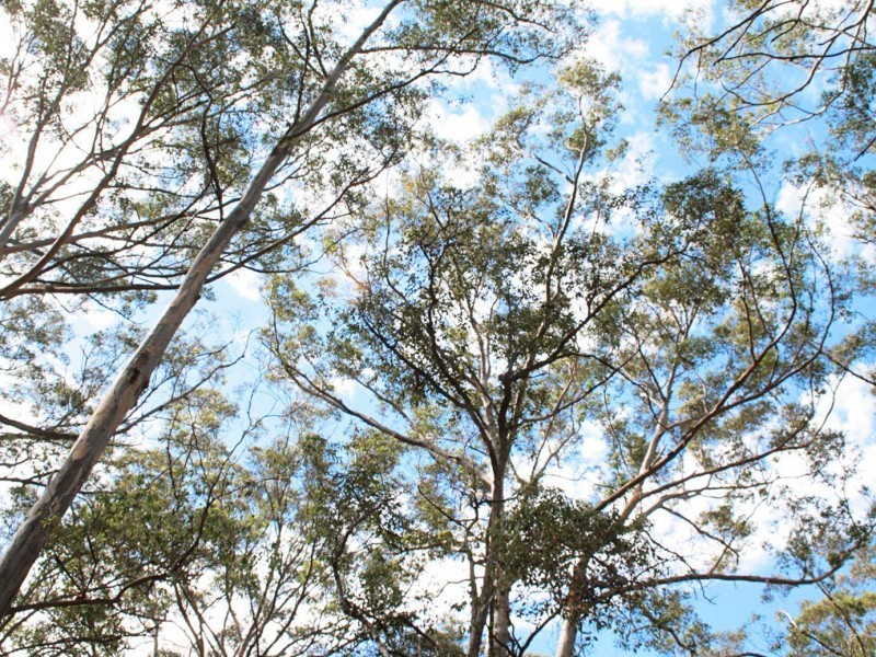 Tarzali QLD 4885