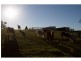 Pinkett NSW 2370