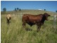 Blackbutt QLD 4306