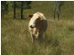 Blackbutt QLD 4306