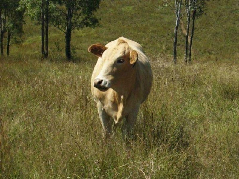 Blackbutt QLD 4306