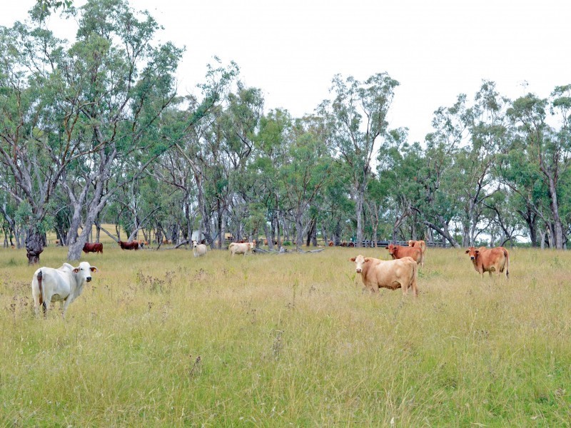 Pilton QLD 4361