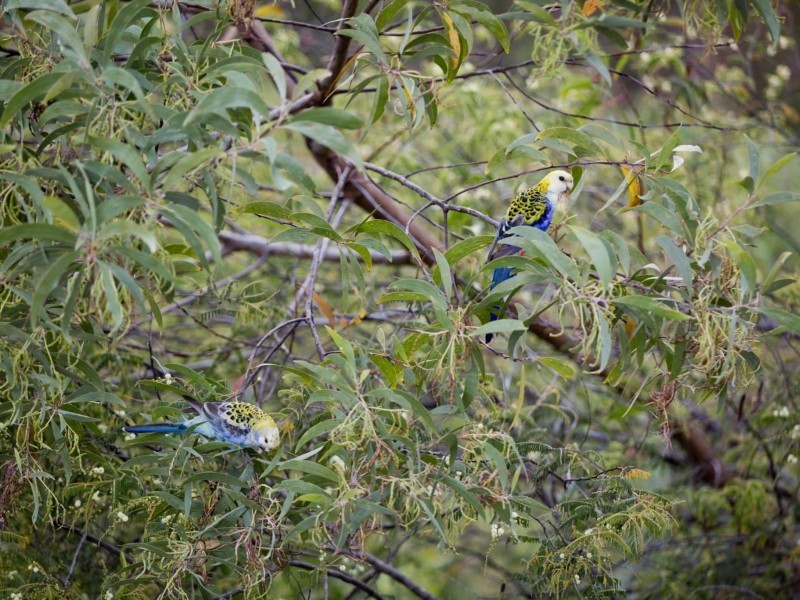 56 Martins Creek Rd, Buderim QLD 4556