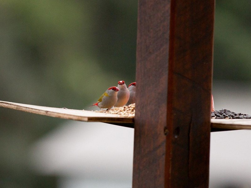 56 Martins Creek Rd, Buderim QLD 4556