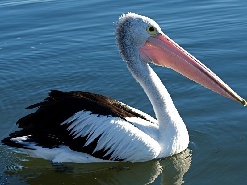 Pelican Waters QLD 4551