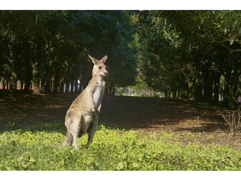 33 Vaughan Road, Elimbah QLD 4516