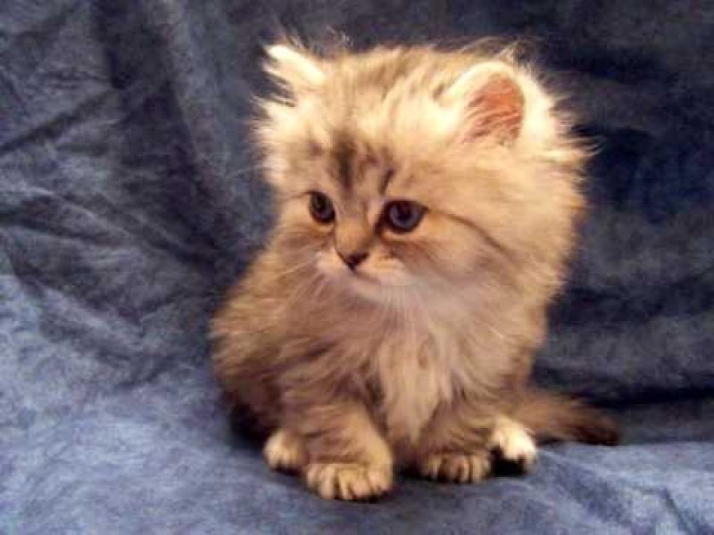 35 Herbert Street, Murarrie QLD 4172