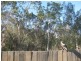 14 Mulka Court, Morayfield QLD 4506
