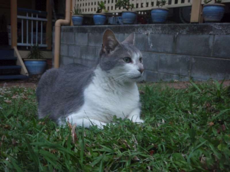 47B Albert Street, Camp Hill QLD 4152