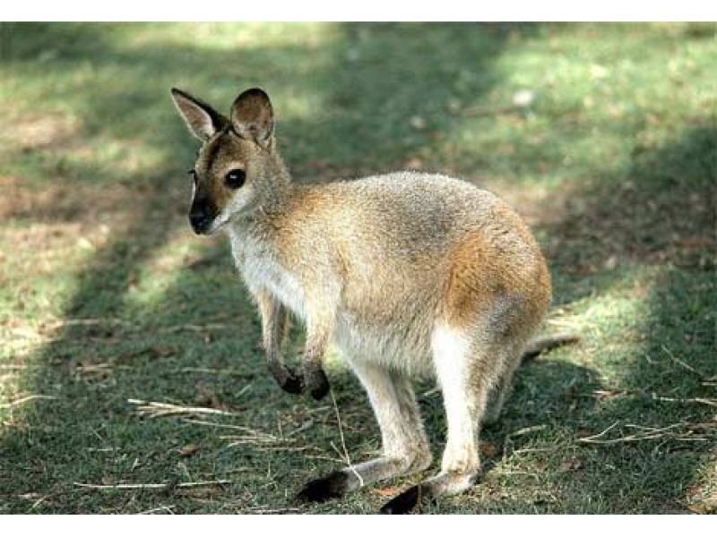 25 Cooberrie Street, Cornubia QLD 4130