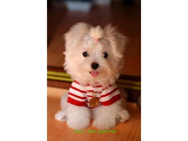 13 Castor Avenue, Coorparoo QLD 4151