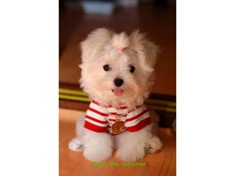 2, 14 Manning Street, Milton QLD 4064