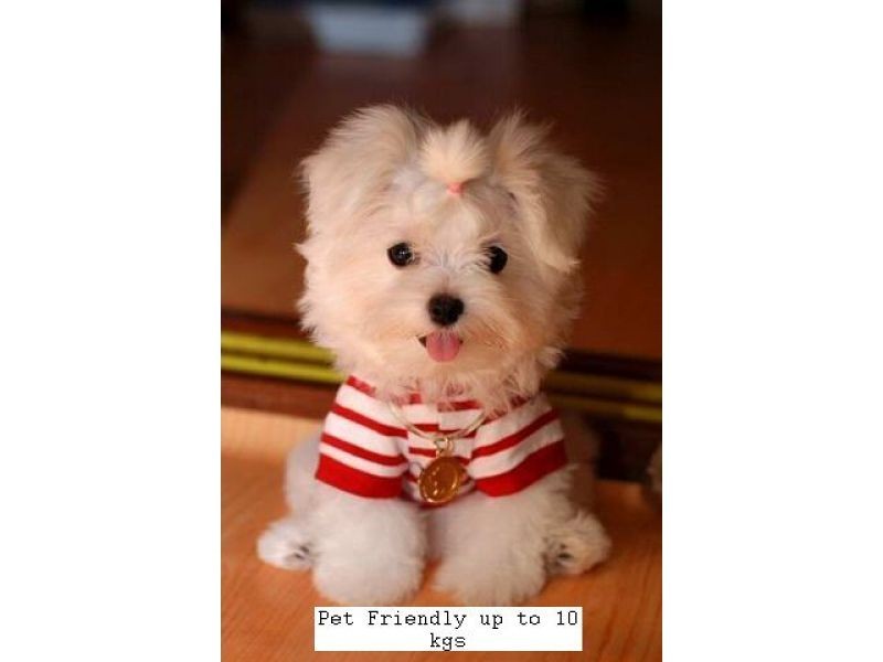 13a Adina Street, Norman Park QLD 4170