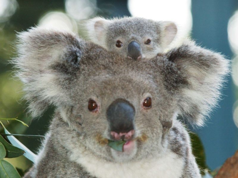 23 Brushbox Court, Mount Cotton QLD 4165