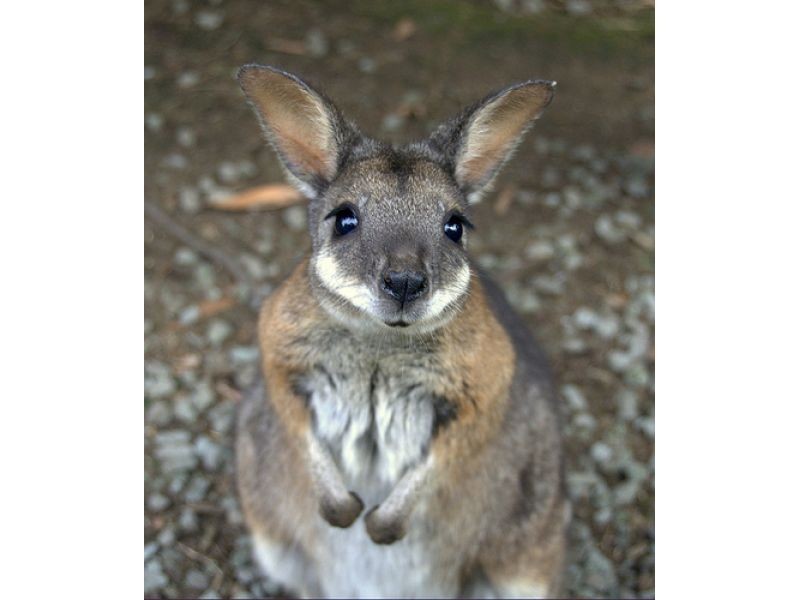 23 Brushbox Court, Mount Cotton QLD 4165