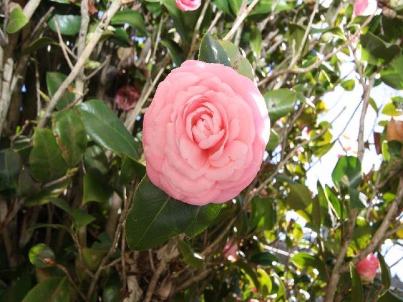 11 Sapphire Street, Holland Park QLD 4121