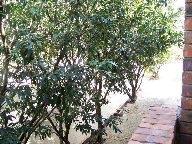 3/71 Macquarie Street, St Lucia QLD 4067