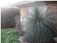 26, 9 Harpulia Court, Morayfield QLD 4506