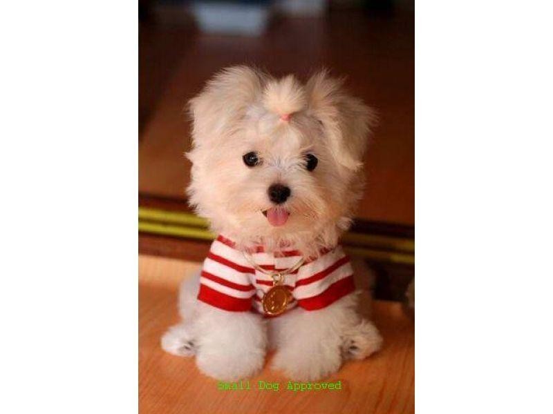 6/95 Cambridge Street, Carina Heights QLD 4152