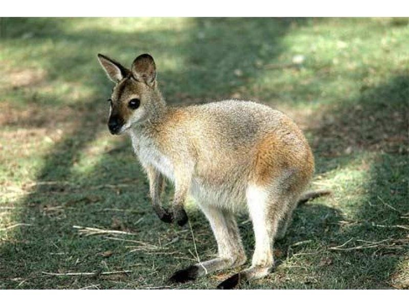 25 Cooberrie Street, Cornubia QLD 4130