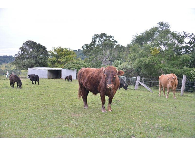 532 Black Mountain Road, Black Mountain QLD 4563