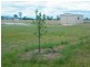 Lot 24 Colls Court, Chinchilla QLD 4413