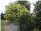 5 Beech Court, Chinchilla QLD 4413