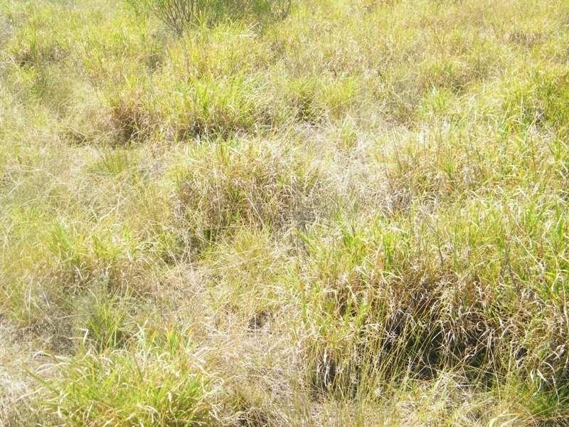 198 Kerwicks Road, Miles QLD 4415