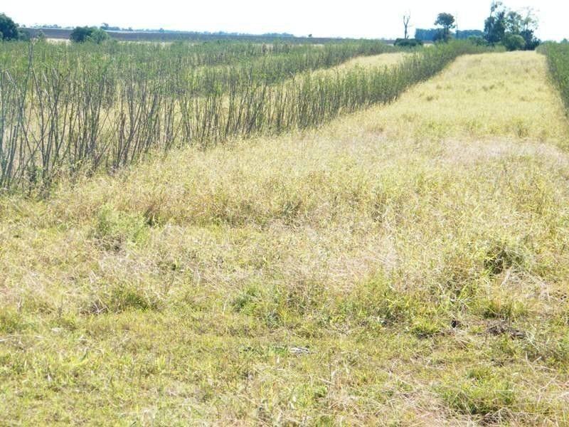 1958 Kogan-Condamine Highway, Hopeland QLD 4413