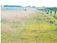 1958 Kogan-Condamine Highway, Hopeland QLD 4413