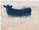 Yulabilla Road, Condamine QLD 4416