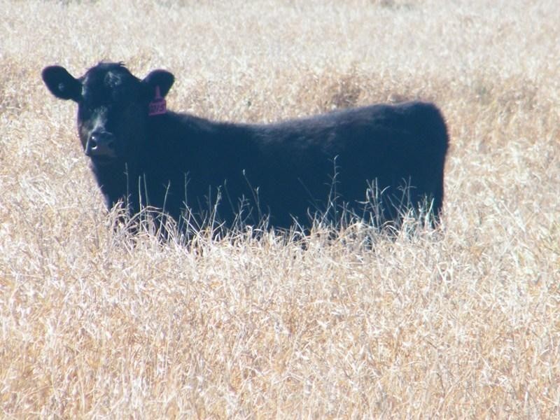 Yulabilla Road, Condamine QLD 4416