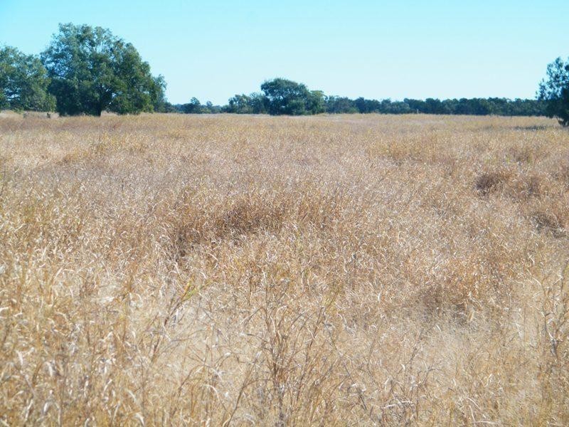 Yulabilla Road, Condamine QLD 4416