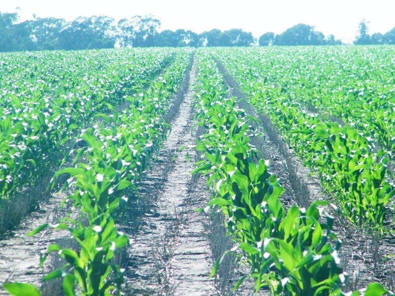 Lot Chances Plains Road, Chinchilla QLD 4413