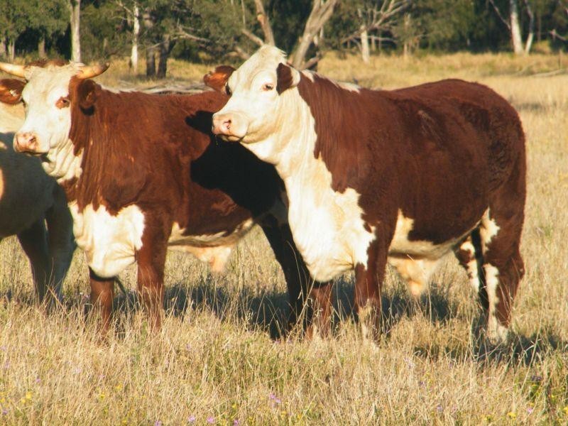 Lot 22 Racecourse Road, Chinchilla QLD 4413