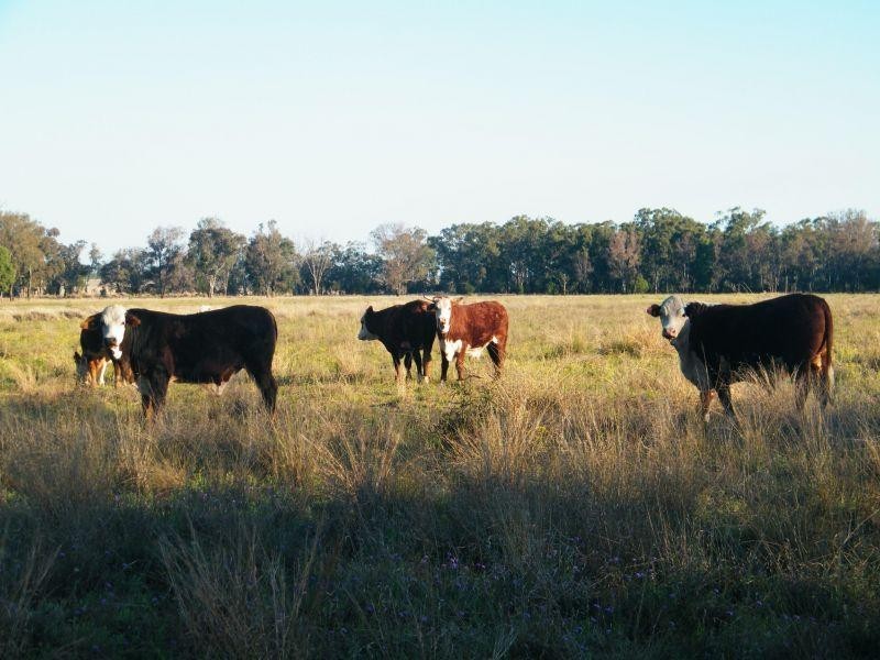 Lot 22 Racecourse Road, Chinchilla QLD 4413