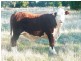 Lot 22 Racecourse Road, Chinchilla QLD 4413