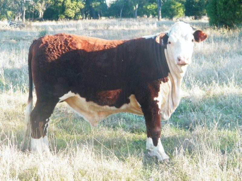 Lot 22 Racecourse Road, Chinchilla QLD 4413